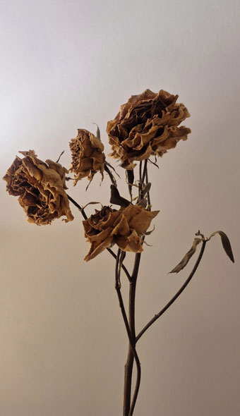 Beauchamp Aesthetics - Dehydrated Skin